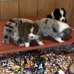 Australian Shepherd Puppies from Howell Aussies