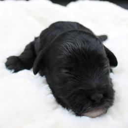 Starburst - Black female Havapoo puppy in Hendersonville, North Carolina from Grayfinn House