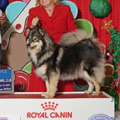 Valkyrie - Finnish Lapphund