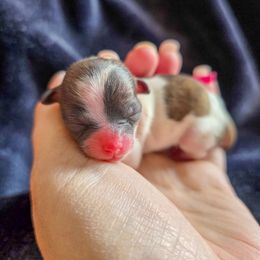 Cash Barbara Judy - Pink Collar - Brown and white female Shichon puppy in Troy, Ohio from Oodles of Doodles