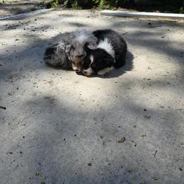 Australian Shepherd Puppies from SolarStorm Australian Shepherds