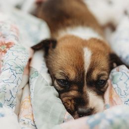American Corgi and Pembroke Welsh Corgi Puppies from Dollhouse Farm