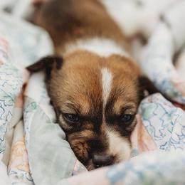 American Corgi and Pembroke Welsh Corgi Puppies from Dollhouse Farm