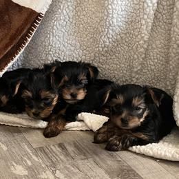 Yorkshire Terrier All Grown Up from Yorkie Love