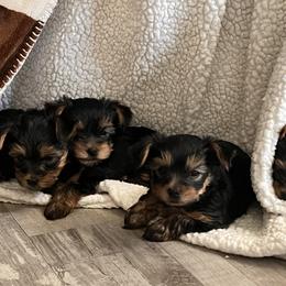 Yorkshire Terrier All Grown Up from Yorkie Love
