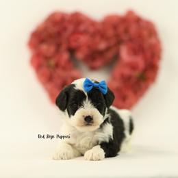 Sterling (Blue Collar) - Black and white male Cavapoo puppy in Republic, Missouri from Red Skye Puppies