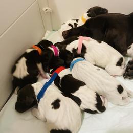 German Shorthaired Pointer puppies from Lowcountry Southern GSP'S