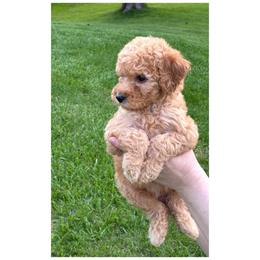 Girl 5- Grey - Red  female Goldendoodle puppy in Ankeny, Iowa from Iowadoodles2love