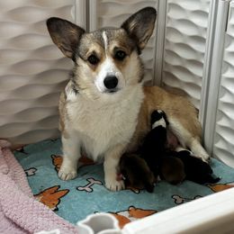 Vixen - Pembroke Welsh Corgi