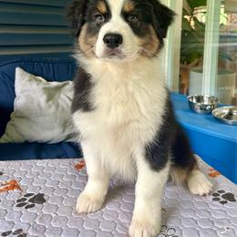 Buddy - Black tri-color male Australian Shepherd puppy in Landenberg, Pennsylvania from Aussie4Life