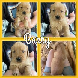 Bernese Mountain Dog and Golden Retriever Puppies from Happy Tails Family Farm