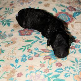 Girl 4 - female Goldendoodle puppy in Huntingdon, Tennessee from McCaslin's Doddles