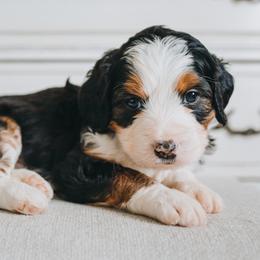Bernedoodle Puppies from Barnyard 2 Backyard
