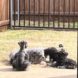 Miniature Schnauzer Puppies from Sugarbaby Kennel