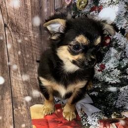 7338 black and tan boy. - Black and tan male Chihuahua puppy in Palmyra, Indiana from Country Star Chihuahuas