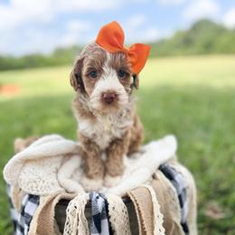 Pattie - Red female Australian Labradoodle puppy in Anderson, South Carolina from Brinkerhoff Doodle Farm