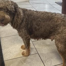 Brandy - Bernedoodle