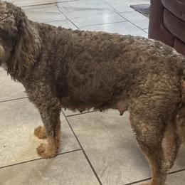 Brandy - Bernedoodle
