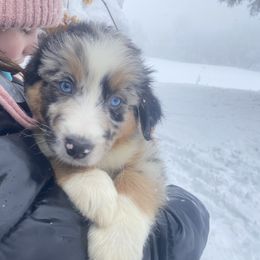 Australian Shepherd Puppies from NEK Aussies