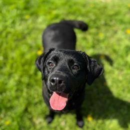 Glory (Guardian) - Black female Labrador Retriever puppy in Amery, Wisconsin from Cornerstone Retrievers