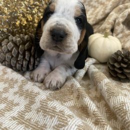 Basset Hound Puppies from Savage Sisters Basset Hounds