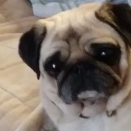 Pugs from Chiquola