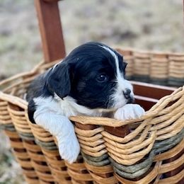 Boy 3 - Cavapoo puppy from Southern Charm Cavapoos