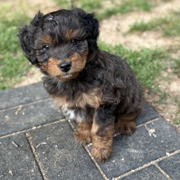 Aussiedoodle Puppies from Whiskey River Doodles