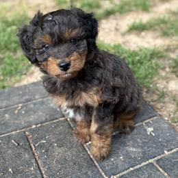 Aussiedoodle Puppies from Whiskey River Doodles