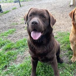 Labrador Retrievers from TMH Labradors