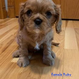 Cavalier King Charles Spaniel Puppies from C.H. Cavaliers