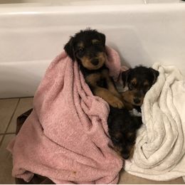 Airedale Terrier Puppies from Beitzel Airedales