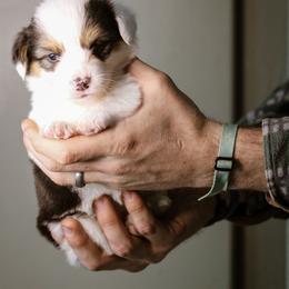 Elizabeth - Black and tan female Pembroke Welsh Corgi puppy in South Otselic, New York from Ridge Top Corgis