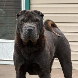 Luca - Chinese Shar-Pei