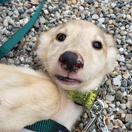 Silken Windhound Puppies from Silken Agents of CSBeck