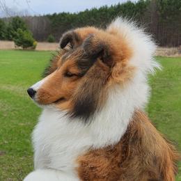 Shetland Sheepdog puppies from Twin Cedar Shelties