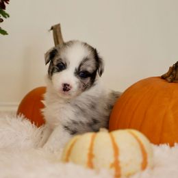 Bashful - Blue merle female Australian Shepherd puppy in Quincy, Massachusetts from William's Aussies
