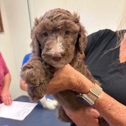 Reba - Brown and white female Sheepadoodle puppy in Franklin, Texas from Cross Doodles