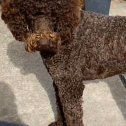 Poodles from Malo's Poodles