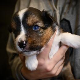 Deets - Black tri male Miniature American Shepherd puppy in Valley Springs, California from Raindance Ranch