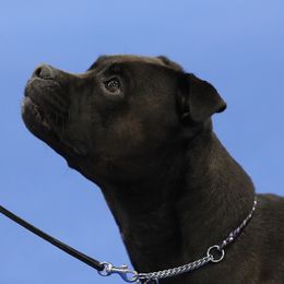 Staffordshire Bull Terrier All Grown Up from Freystaff Staffordshire Bull Terriers