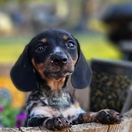 Sabrina black and tan pie female 3300 - Piebald female Dachshund puppy in Herald, California from Bluegum Dachshunds