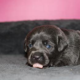 Necklace - Black female Labrador Retriever puppy in Morrilton, Arkansas from Ancient Dogges Performance Dogs