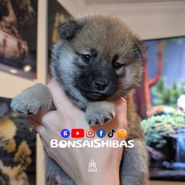 LULU - Red female Shiba Inu puppy in Minnesota from BonsaiShibas