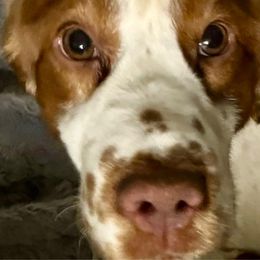 Limoncello - English Springer Spaniel