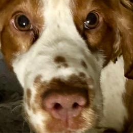 Limoncello - English Springer Spaniel
