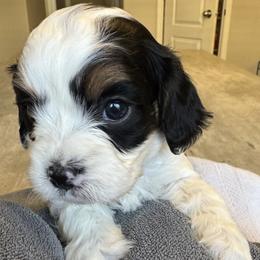 Theo - Tri-color male Cavapoo puppy in Buda, Texas from Haus of Doodles
