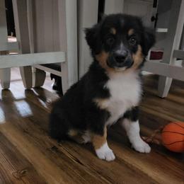 Indy - Black tri male Miniature Australian Shepherd puppy in Dunnellon, Florida from Ever After Mini Aussies