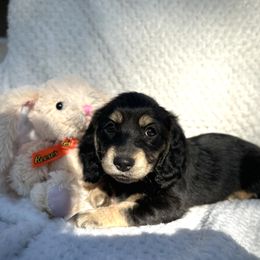 Dachshund Puppies from Breezy Florida Dachshunds