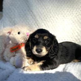 Dachshund Puppies from Breezy Florida Dachshunds